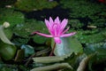 the beauty of lotus flowers on a sunny morning, in a stream of water in Banjarmasin, South Kalimantan Indonesia Royalty Free Stock Photo