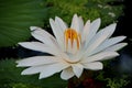 the beauty of lotus flowers on a sunny morning, in a stream of water in Banjarmasin, South Kalimantan Indonesia Royalty Free Stock Photo