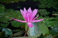 the beauty of lotus flowers on a sunny morning, in a stream of water in Banjarmasin, South Kalimantan Indonesia Royalty Free Stock Photo