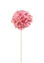 Cake pop in pink glaze and pink chocolate chips Royalty Free Stock Photo