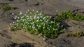 Cakile baltica or Baltic searocket blossom at sand beach close-up, selective focus, shallow DOF