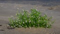 Cakile baltica or Baltic searocket blossom at sand beach close-up, selective focus, shallow DOF Royalty Free Stock Photo