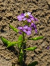 Cakile baltica or Baltic searocket flowers at sand beach close-up, selective focus, shallow DOF