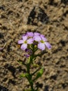 Cakile baltica or Baltic searocket flowers at sand beach close-up, selective focus, shallow DOF Royalty Free Stock Photo