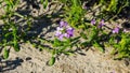 Cakile baltica or Baltic searocket flowers at sand beach close-up, selective focus, shallow DOF