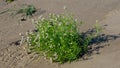 Cakile baltica or Baltic searocket flowers at sand beach close-up, selective focus, shallow DOF