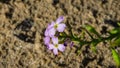 Cakile baltica or Baltic searocket flowers at sand beach close-up, selective focus, shallow DOF Royalty Free Stock Photo