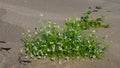 Cakile baltica or Baltic searocket flowers at sand beach close-up, selective focus, shallow DOF Royalty Free Stock Photo