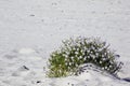 Cakile maritima / European searocket at the beach Royalty Free Stock Photo