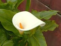 Cala Lilly