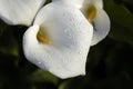 Cala lilly dewdrops Royalty Free Stock Photo