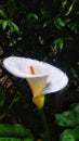 Cala Lilly Drops