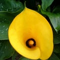 Cala Lilly