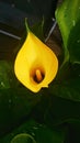 Cala Lilly