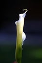 Cala Lily ready to bloom Royalty Free Stock Photo
