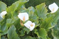 Cala, Zantedeschia aethiopica Royalty Free Stock Photo