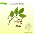 Calabar Bean, Physostigma Venenosum, medicinal plant