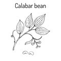 Calabar Bean Physostigma Venenosum , medicinal plant