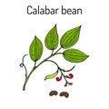 Calabar Bean Physostigma Venenosum , medicinal plant