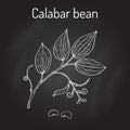 Calabar Bean Physostigma Venenosum , medicinal plant