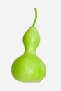 Calabash - Bottle Gourd Royalty Free Stock Photo