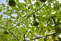 Calabash,Bottle gourd or Lagenaria siceraria Stand Royalty Free Stock Photo