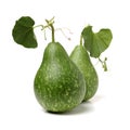 Calabash, Bottle Gourd and leaves Royalty Free Stock Photo