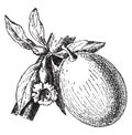 Calabash or Bottle gourd, vintage engraving Royalty Free Stock Photo