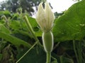 Calabash or bottle gourd (Lagenaria siceraria) crop. Concept of flower to fruit development. Royalty Free Stock Photo