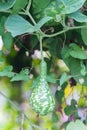 Calabash or Cucurbitaceae plant Lagenaria Siceraria