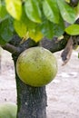 Calabash, fruit used as a bowl when dry