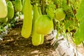 Calabash gourd fruit and trees in the garden. Royalty Free Stock Photo