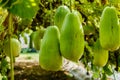 Calabash gourd fruit and trees in the garden. Royalty Free Stock Photo