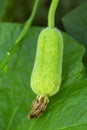 Growing Calabash  Lagenaria siceraria, also known as bottle gourd Royalty Free Stock Photo