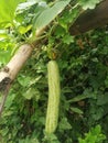 Calabash Lagenaria siceraria, also known as bottle gourd, white-flowered gourd in madhubani india Royalty Free Stock Photo