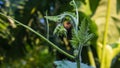 Calabash Lagenaria siceraria, also known as bottle gourd, white-flowered gourd, long melon Royalty Free Stock Photo