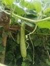 Calabash Lagenaria siceraria, also known as bottle gourd, white-flowered gourd in madhubani india