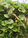 Calabash Lagenaria siceraria, also known as bottle gourd, white-flowered gourd in madhubani india Royalty Free Stock Photo