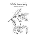 Calabash nutmeg monodora myristica , medicinal plant.