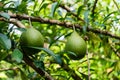 Calabash tree crescentia cujete Royalty Free Stock Photo