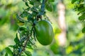 Calabash Tree, Crescentia cujete, Nicoya peninsula, Costa Ric