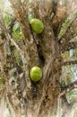 Calabash tree with fruit