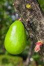 Calabash Tree