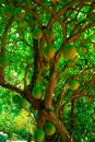 Calabash tree