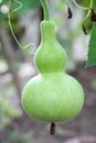 Calabash vegetable Royalty Free Stock Photo