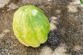 Calabaza Pumpkin On Concrete Pavement