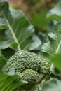 Calabrese broccoli Royalty Free Stock Photo