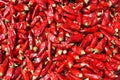 Calabrian spicy pepper for the preparation of nduja from Spilinga put to dry in the air Royalty Free Stock Photo