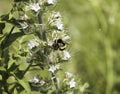 bumblebee on a white flower Royalty Free Stock Photo