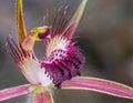 Closeup of flower of "Caladenia arenicola", the carousel spider orchid